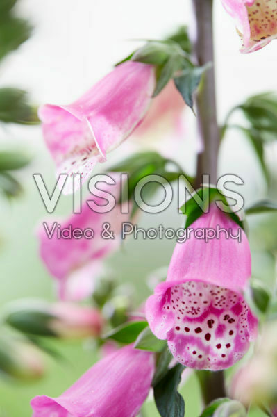 Digitalis Pink Panther Digitalis Pink Panther
