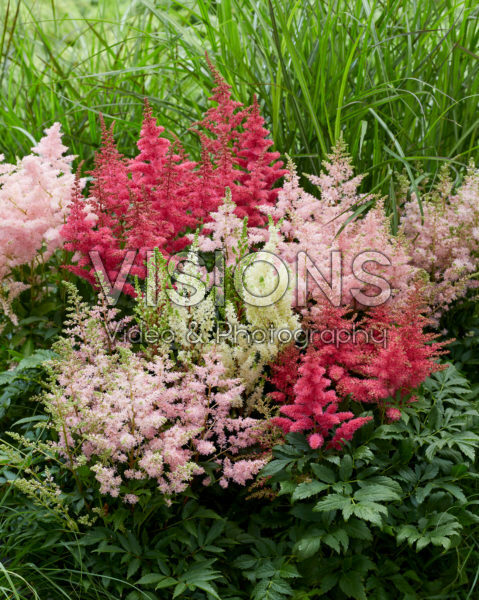 Astilbe Younique mix Astilbe Younique mix