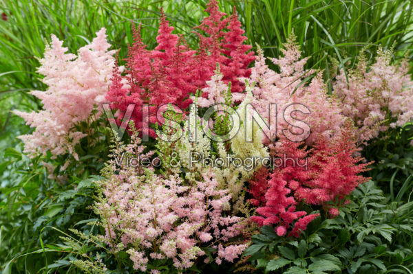 Astilbe Younique mix