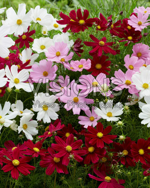 Cosmos bipinnatus mix Cosmos bipinnatus mix