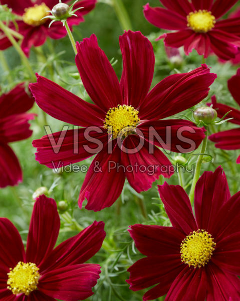 Cosmos bipinnatus Carmine Cosmos bipinnatus Carmine
