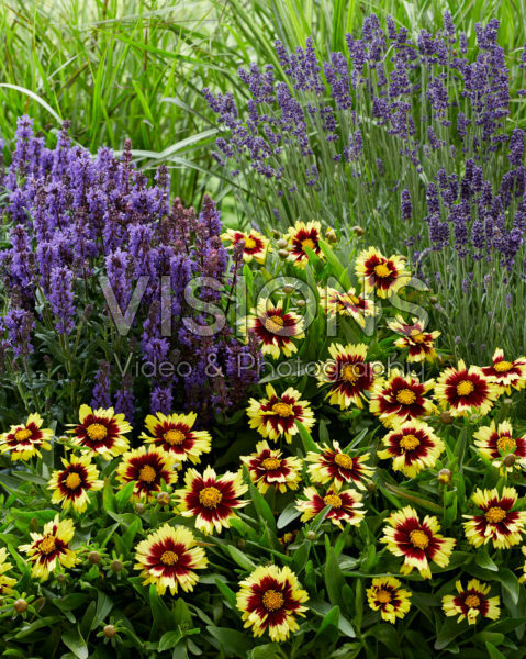 Perennial combination Perennial combination