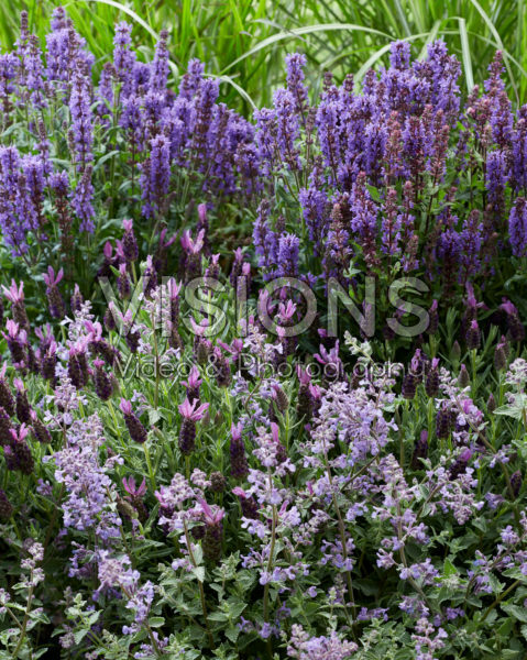 Purple perennial combination Purple perennial combination