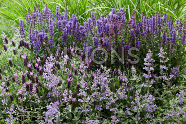 Purple perennial combination Purple perennial combination