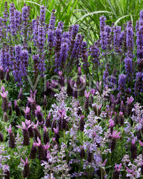 Purple perennial combination Purple perennial combination