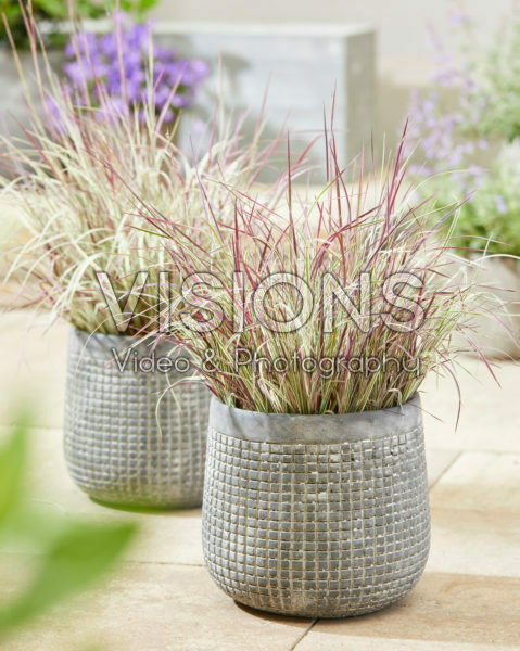 Schizachyrium scoparium Chameleon Schizachyrium scoparium Chameleon