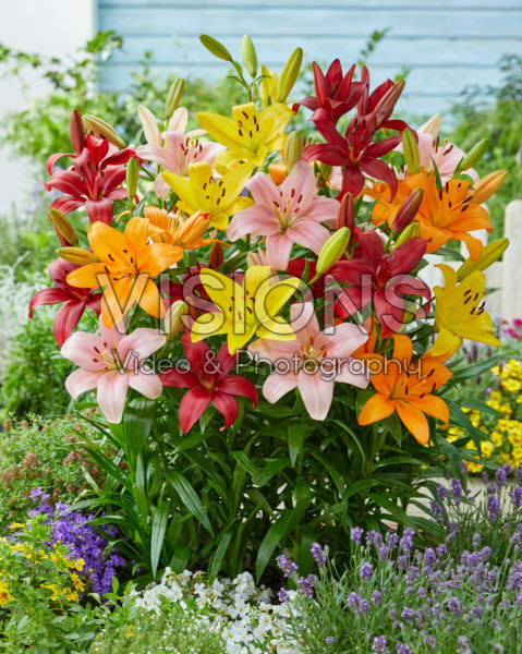 Lilium Asiatic mixed Lilium Asiatic mixed