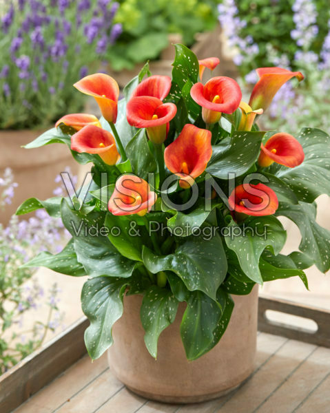 Zantedeschia Captain Fuego Zantedeschia Captain Fuego