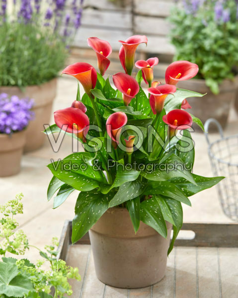 Zantedeschia Captain Tulsa Zantedeschia Captain Tulsa