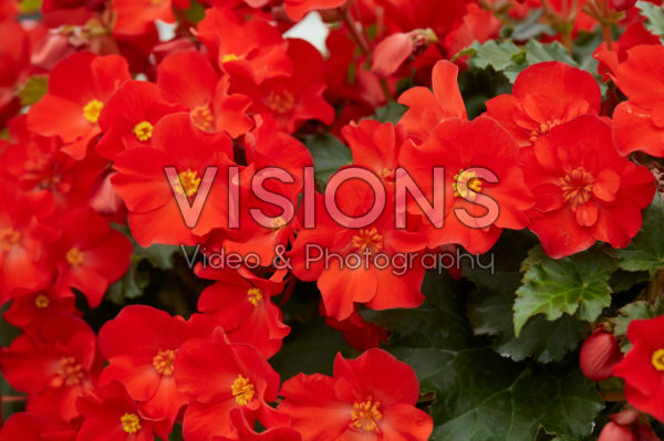 Begonia Dreams Garden MacaRouge Begonia Dreams Garden MacaRouge