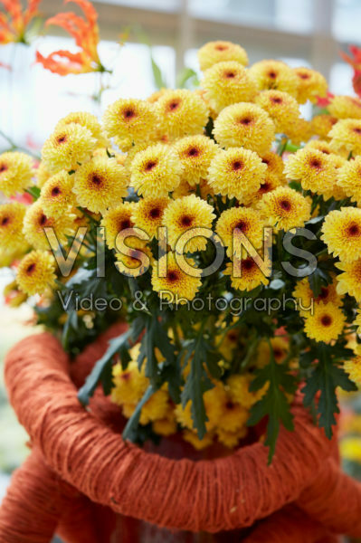 Chrysanthemum Chrysanthemum