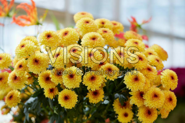 Chrysanthemum Chrysanthemum