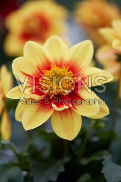 Dahlia Labella® Medio Fun Golden Eye Dahlia Labella® Medio Fun Golden Eye