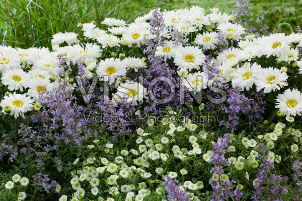 Perennial combination Perennial combination