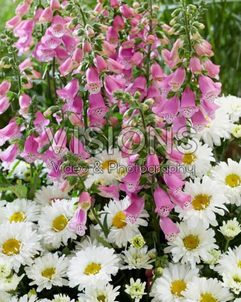 Leucanthemum Broadway Lights, Digitalis Pink Panther Leucanthemum Broadway Lights, Digitalis Pink Panther