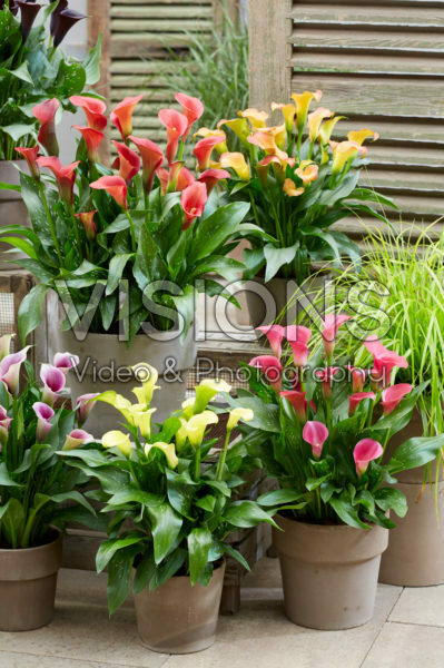 Zantedeschia Captain's collection Zantedeschia Captain's collection