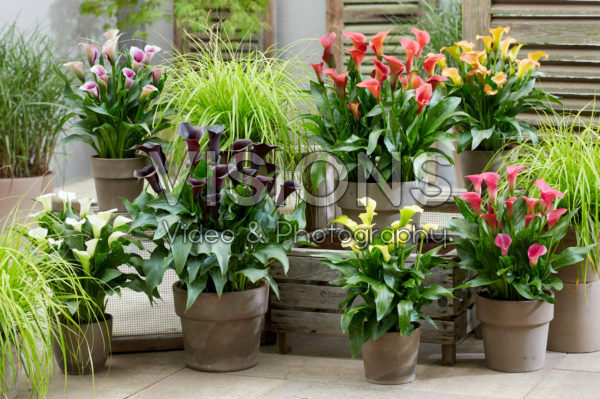 Zantedeschia Captain's collection Zantedeschia Captain's collection