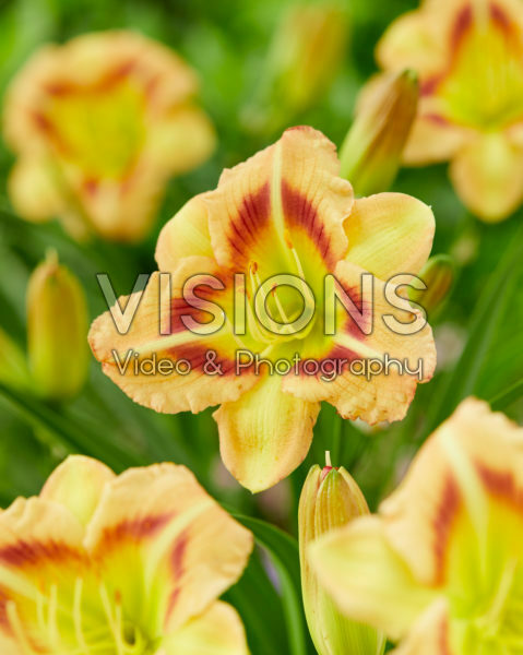 Hemerocallis London Eye Hemerocallis London Eye