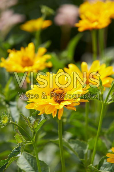 Heliopsis Heliopsis