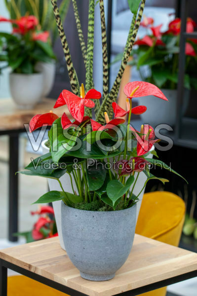 Anthurium Red Bull Anthurium Red Bull