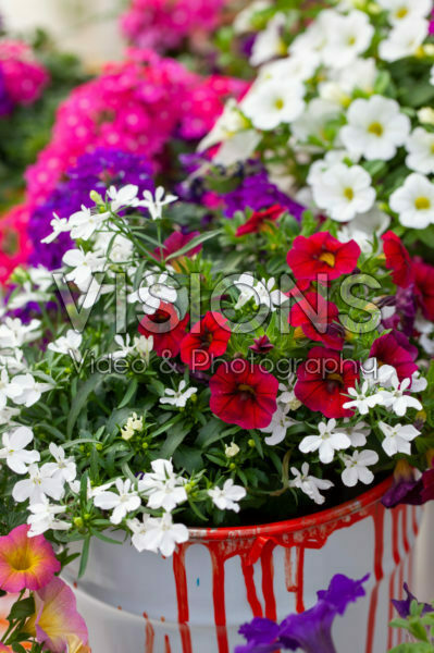 Lobelia en Petunia MultiColours Lobelia en Petunia MultiColours