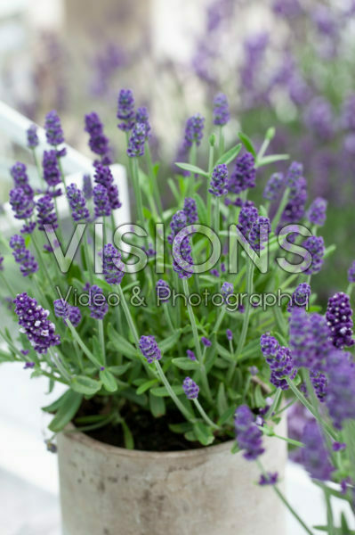 Lavandula angustifolia Lavandula angustifolia