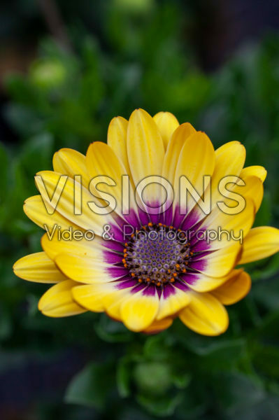 Osteospermum Serenity Blue Eyed Beauty Osteospermum Serenity Blue Eyed Beauty