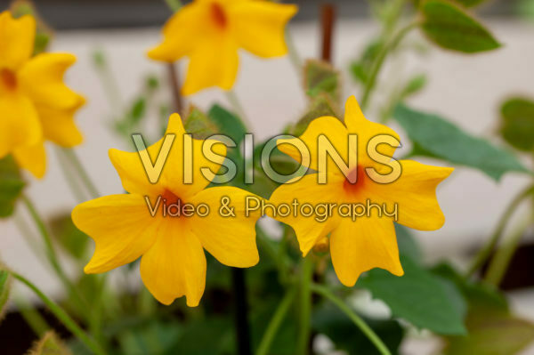 Thunbergia Thunshine Yellow Thunbergia Thunshine Yellow
