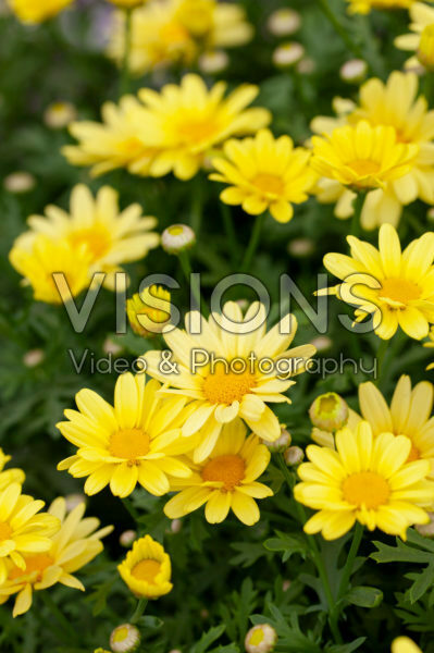 Argyranthemum schoonheid geel Argyranthemum schoonheid geel