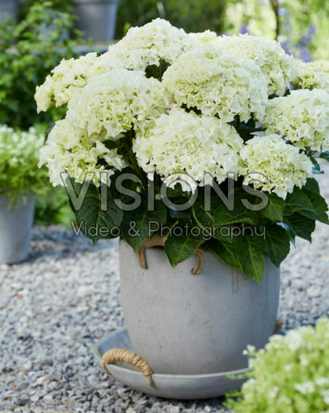 Hydrangea Multi-Double by Magical® Saturday White Fever Hydrangea Multi-Double by Magical® Saturday White Fever