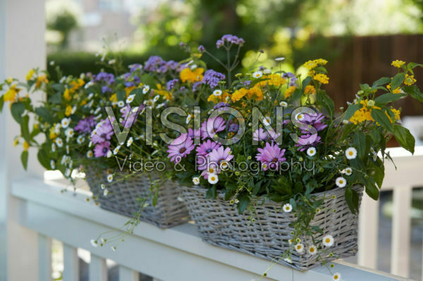 Mixed summer container Mixed summer container