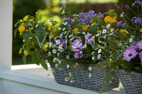 Mixed summer container Mixed summer container