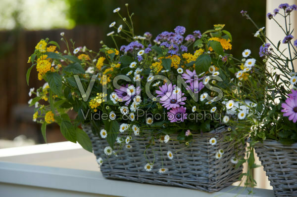 Mixed summer container Mixed summer container