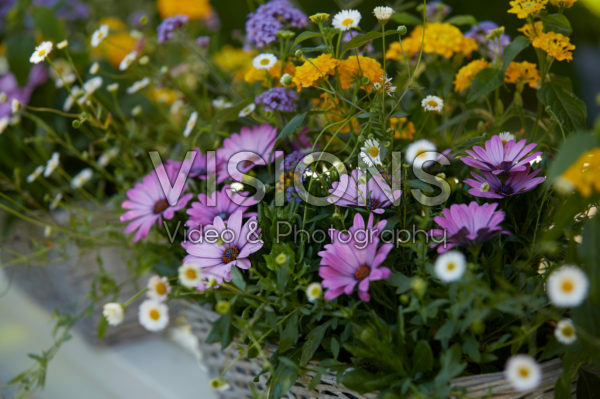 Mixed summer container Mixed summer container