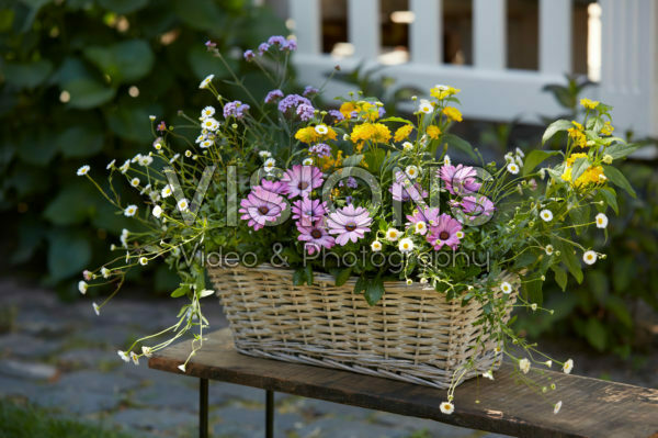 Mixed summer container Mixed summer container
