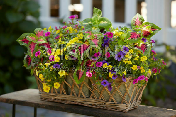 Mixed summer container Mixed summer container