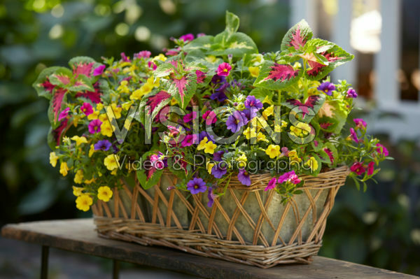 Mixed summer container Mixed summer container