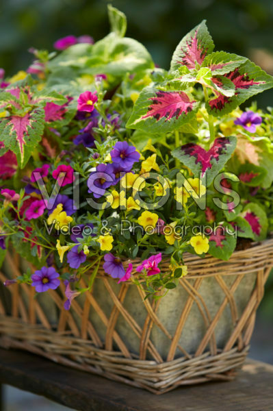 Mixed summer container Mixed summer container