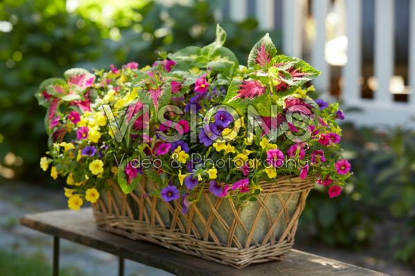 Mixed summer container Mixed summer container