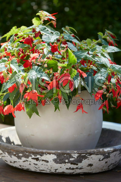 Begonia boliviensis Begonia boliviensis