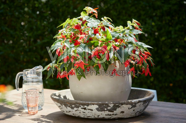 Begonia boliviensis Begonia boliviensis