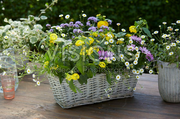 Mixed summer container Mixed summer container