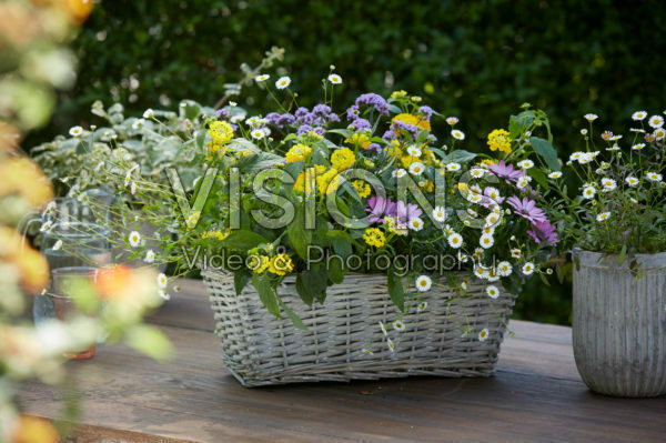 Mixed summer container Mixed summer container