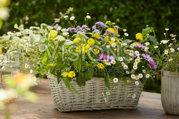 Mixed summer container Mixed summer container