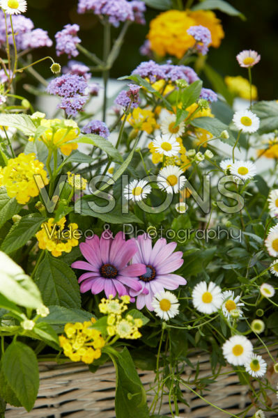 Mixed summer container Mixed summer container