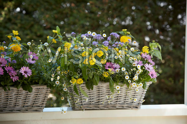 Mixed summer container Mixed summer container