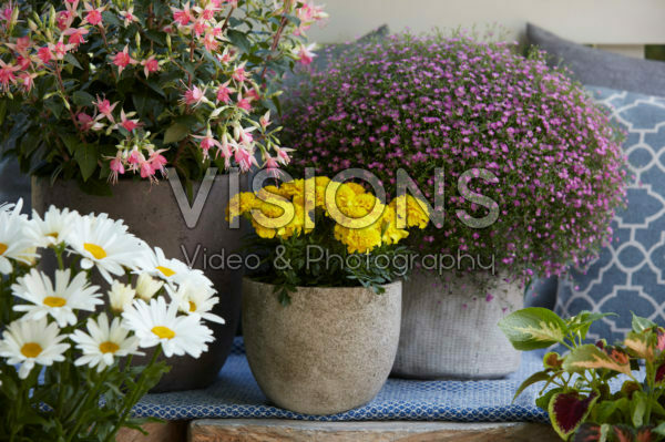 Summer flowers on pot Summer flowers on pot