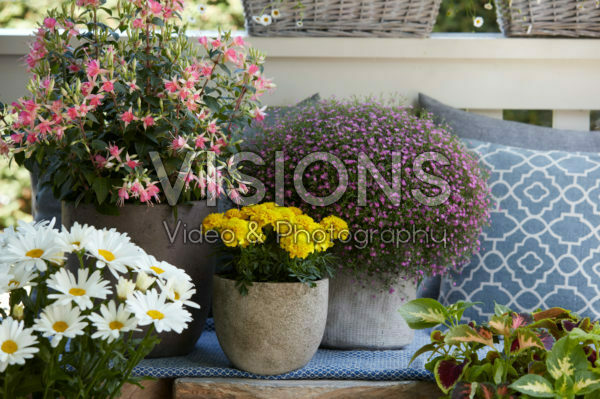 Summer flowers on pot Summer flowers on pot