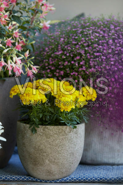Summer flowers on pot Summer flowers on pot