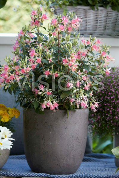 Fuchsia pink Fuchsia pink
